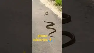 #Short #snake  and Frog #viralvideo