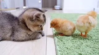 kitten Kiki met tiny chicks for the first time