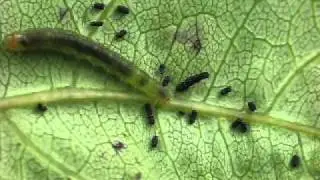 leafroller caterpillar poop