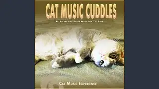 Peaceful Cat Moments Tonight