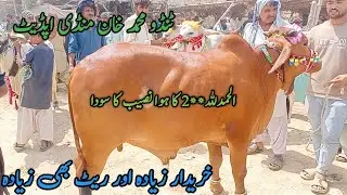 sahiwal bachra cholistani ablaq bachre | TANDO MUHAMMAD KHAN MANDI UPDATE | 3 June 2024
