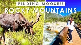 MOOSE EVERYWHERE!! | Spring in ROCKY MOUNTAIN NATIONAL PARK | Colorado