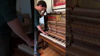 Piano tuning day! 🥳🎶🎹 Here&rsquo;s Tom and his trusted assistant, Wilma! 😉 🐾 #piano #whippet #shorts