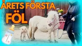 Dramatisk fölning i hagen. Årets första shettisföl är här!