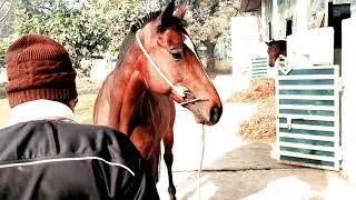 Mounted police ग्वालियर #mp Horse Hoof Care & Nalbandi | HORSE COP |