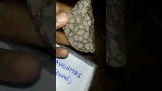 Paleontology prac :- FAVOSITES FOSSIL