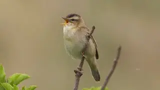 Sedge Warbler Singing