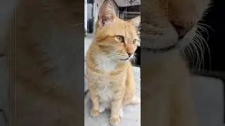 sulk