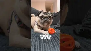 Dogs Don&rsquo;t SHARE! 🤣 Funny Talking Dog #pugdog #pug #pug #shorts #dogshorts #funnyshorts