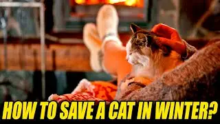 Cats and the Cold: How to Protect Your Pet in Winter