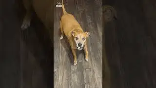 Sneaky dog backs away slowly after getting a treat
