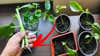 How to grow malabar spinach Cutting - With 100% Success