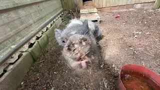 Operation Tiny Titans - the rescue of 21 neglected animals from a backyard breeder