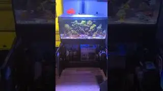 Fluval Flex 32g w sump