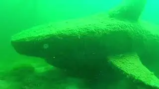 Tauchengang im Brechtsee bei Philippsburg mit den Seesternen aus Bingen