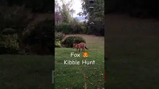Fox kibble hunt #wildlife #wildanimals #redfox