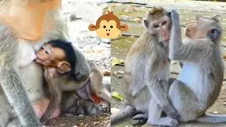 Do you remember monkey Martin Adult Martin monkey still can't live without Malida