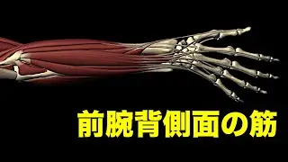 解剖学講座｜前腕背側面の筋