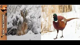 Охота на фазана и зайца после снега.