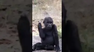 monkey funny video compilation #funnymonkeyvideos #Shortvideo #youtubeshortsvideo #vairalvideo