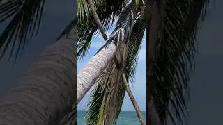 Find Peace Beneath Swaying Palms by the Ocean