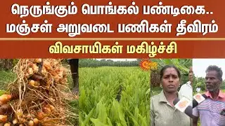 Pongal Festival - 2026 | Turmeric Harvesting | Yield | Farmers Happy | Nellai