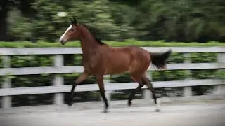 ISF Developing Horse Tallulah, by Kaiman, in Free Movement - March 2024