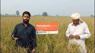 #corteva #farming #agriculture #villagelife #Rice #deladaxin #Borers #leaffolder #brownhipper