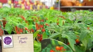 Tomato Plants 2013 | Glebe Garden Centre Leicester