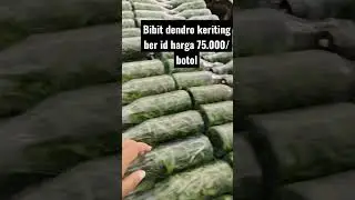 bibit anggrek keriting dalam botol