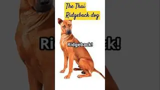 The character of the Thai Ridgeback dog #shorts #subscribe