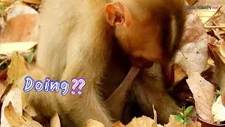 Too much concer baby monkey Axel! Why Axel like to do like this many time