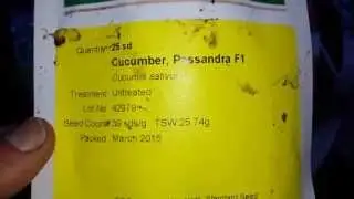 Tasty Cucumber variety Passandra F1( ~15 cm long)