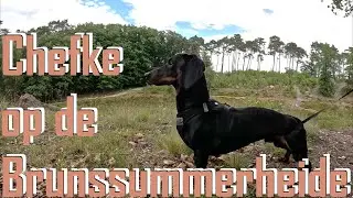 Brunssummerheide 11 juni 2024
