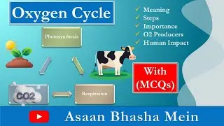 Oxygen Cycle in Hindi with Equations| Meaning | Importance | O2 Producers | Human Impact
