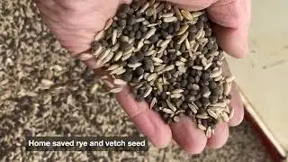 Sowing Organic rye and vetch cover crop/green manure  2025