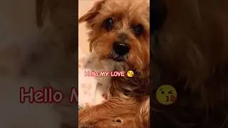 POV:Mama we stay up too late!🤣#shorts #yorkie #cutedog #funnydog #soocute