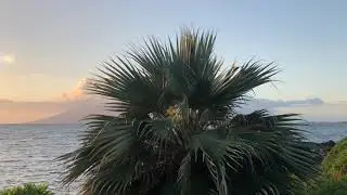 Seed Collecting from a Wild Blue Pritchardia on Maui