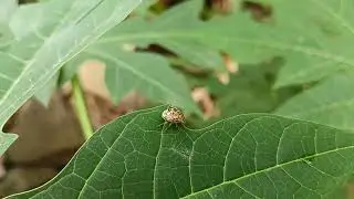 Shield bug/Painted bug #nature #insects #ornate #shieldbug #paintedbug #video #ytvideo 