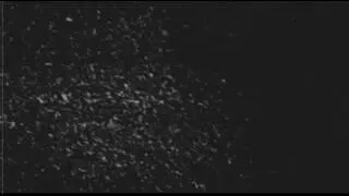 Les V&eacute;t&eacute;rans - Fleur de corail