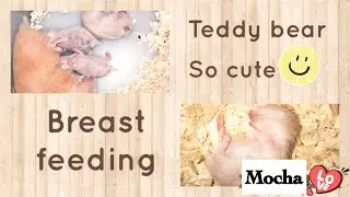 Teddy bear hamsters breast feeding