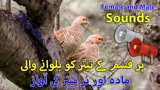 Female and Male Voice | Jungle Grey Francolin Voice | Grey Partridge Female and Male Sounds