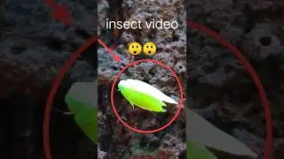 viral insect videos 😲#shortvideo #shorts #short #animal #viral #youtube