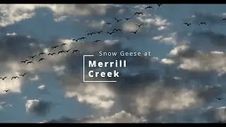 Snow Geese at Merrill Creek 4K