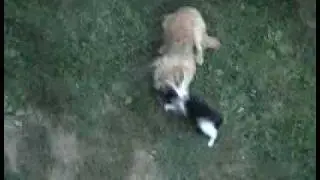 Pisoiul Miguel vs Azorica