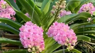 ĐẸP MÊ RẺ BÈO Ạ S 29/1.HỒ ĐIỆP,THANH LIỄU,SATO, ĐENRO,SONG HỶ,KÈN,VŨ NỮ(0849490188/0396164604