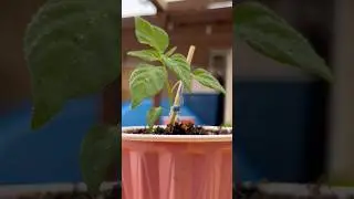 Growing Wild Chiltepin Peppers 🌶️ from Seeds ￼￼￼ #Chiltepin #GrowYourOwnPeppers #GardeningTips