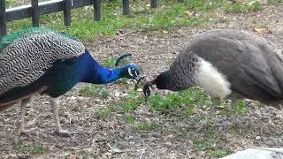 Peacocks In Winter
