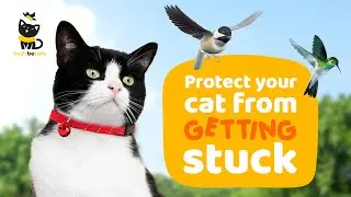 The purr-fect collar for your feline friend! | Birdsbesafe Full Stretch Breakaway Cat Collars