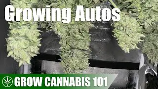 Growing a Group of Autoflower Plants (Part 1)